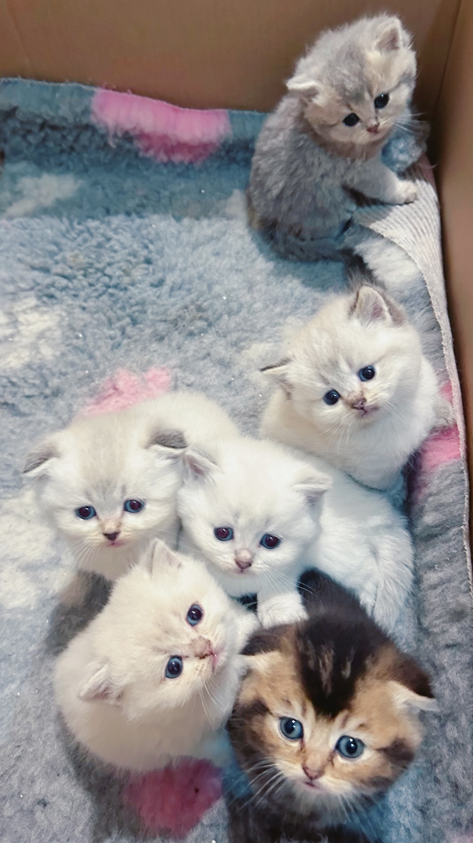 Cucciolata del 20 febbraio 2025: mamma Persefone Scottish Fold papà Joe British Longhair British Longhair. I cuccioli sono Scottish Fold e Straight.