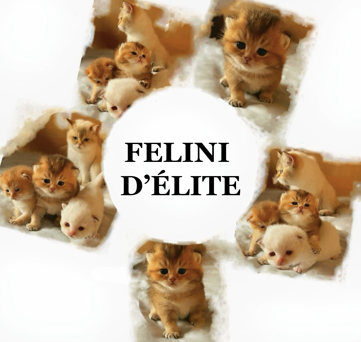 FELINI D’ÉLITE copertina del sito