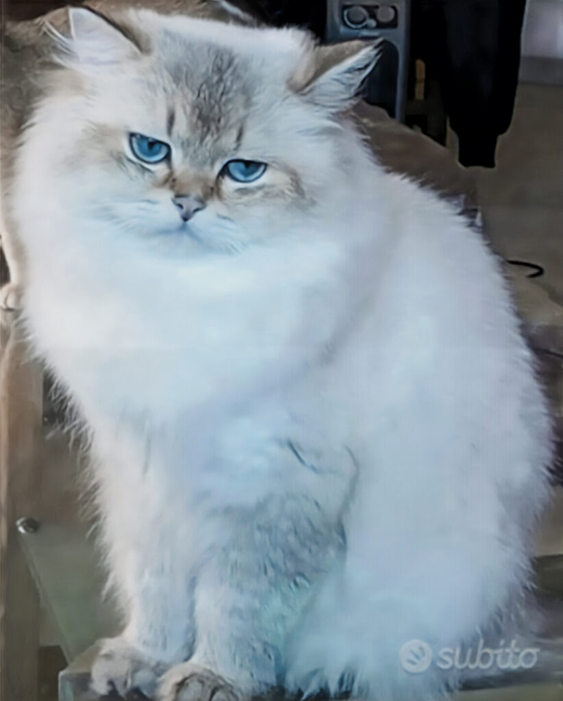 Joe, British Longhair di color Seal Golden Shaded Point, papà degli Scottish Fold e Straight
