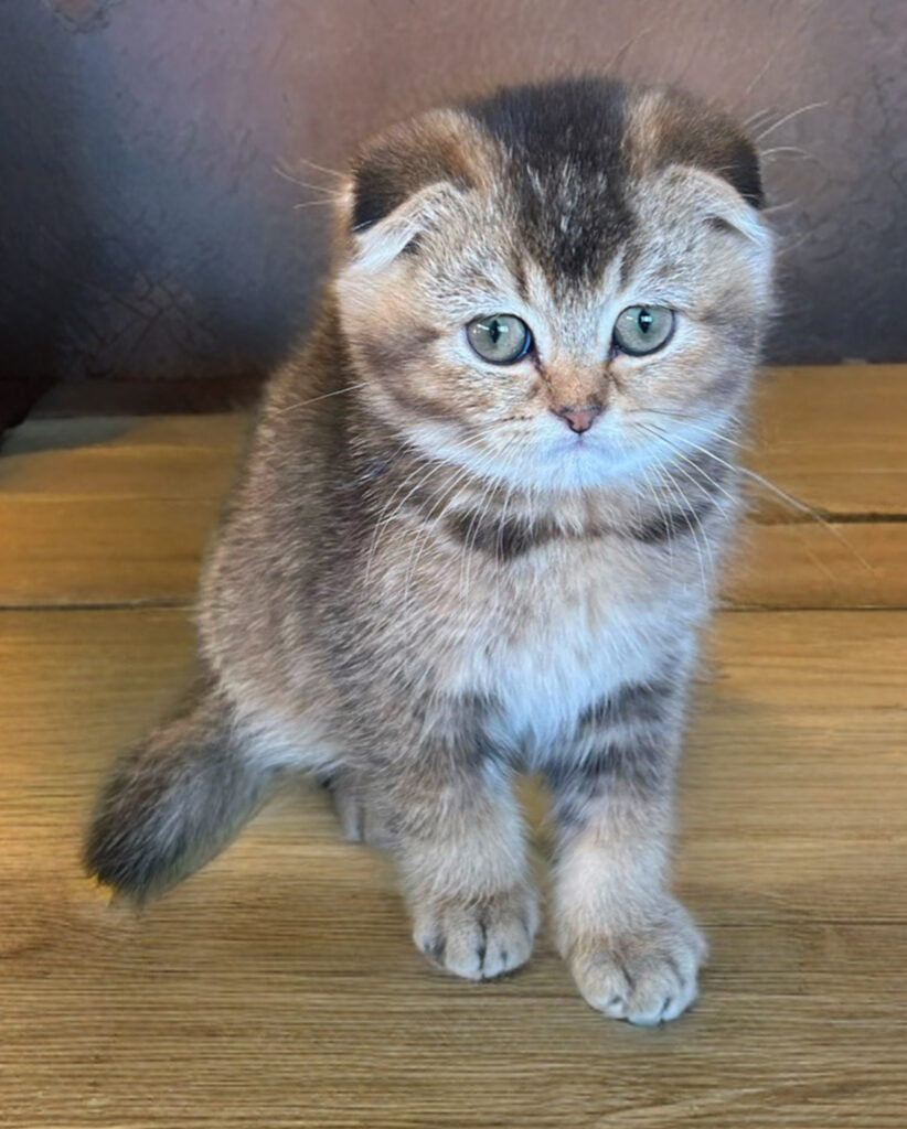 Cucciolo A - Scottish Fold femmina, di color Ticked Tabby ny 25
