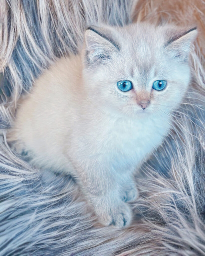 Cucciolo B - Scottish Straight maschio, di color Blue Point Shaded Point