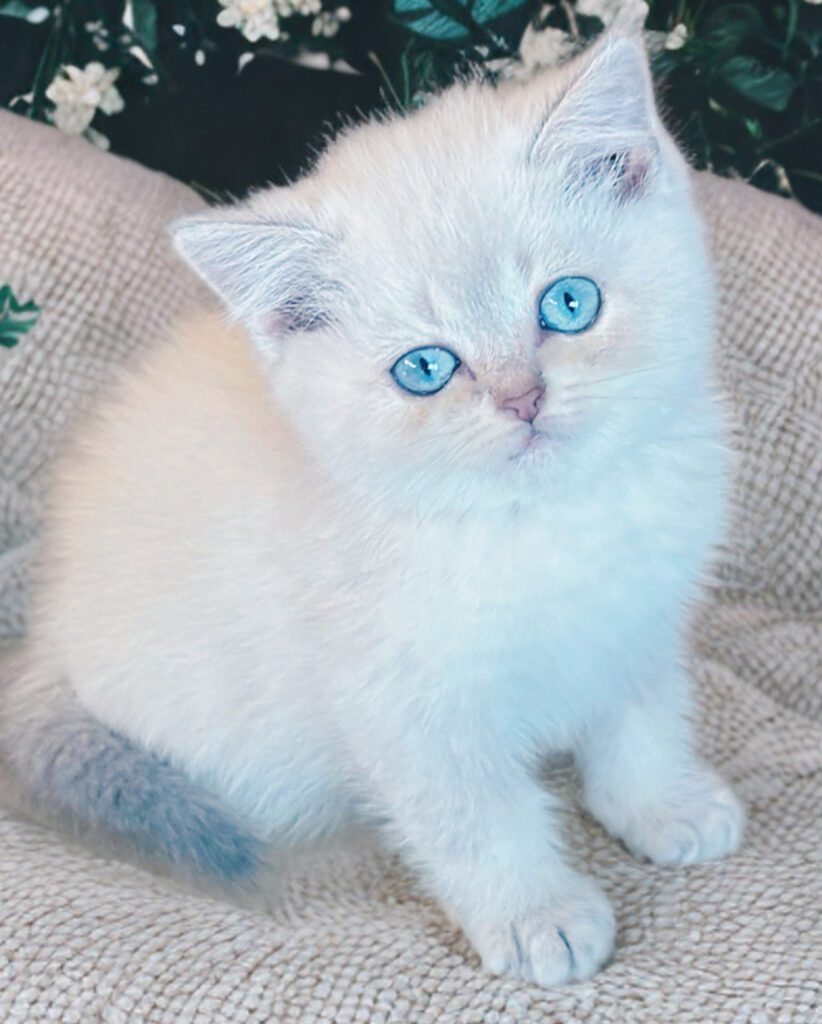 Cucciolo C - Scottish Straight maschio, di color Blue Golden Shaded Point